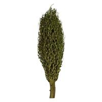 Vickerman 22" x 7" Green Preserved Olympia Seed Pod