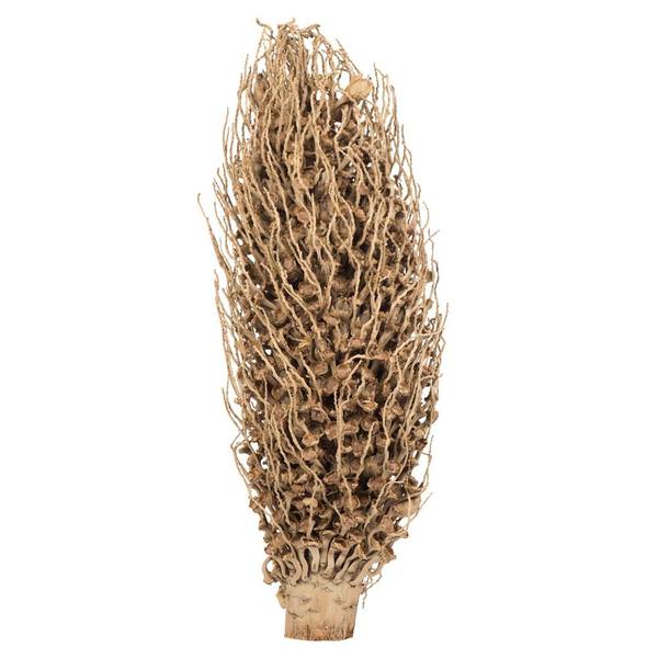 18" x 5" Natural Preserved Olympia Seed Pod