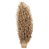 Vickerman 18" x 5" Natural Preserved Olympia Seed Pod