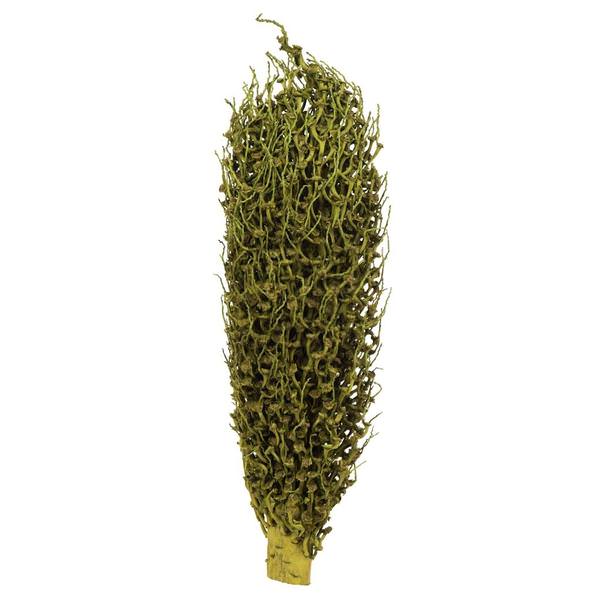 18" x 5" Basil Preserved Olympia Seed Pod (2 pack)