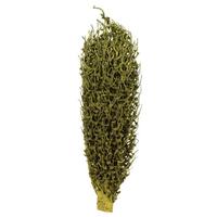 Vickerman 18" x 5" Basil Preserved Olympia Seed Pod