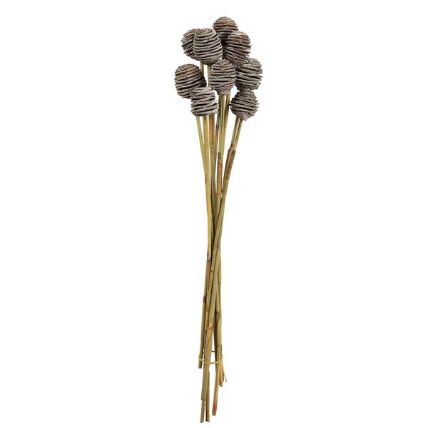 18"-24" Frosted White Preserved Platy Cone on Reed Bundle (10 stems in a bundle)