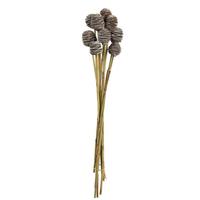 Vickerman 18"-24" Frosted White Preserved Platy Cone on Reed Bundle (10 stems in a bundle)