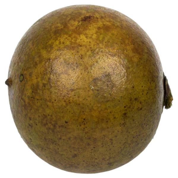 1"-2" Basil Preserved Quinto Ball (50 pack)