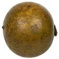 Vickerman 1"-2" Basil Preserved Quinto Ball (50 pack)