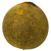 Vickerman 1"-2" Yellow Preserved Quinto Ball (50 pack)