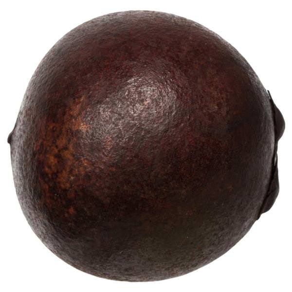1"-2" Brown Preserved Quinto Ball (50 pack)