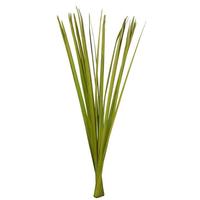 Vickerman 36"-40" 7oz Basil Dried Sable Grass Bundle