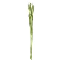 Vickerman 72" 16oz Basil Dried Sable Grass Bundle