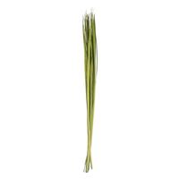 Vickerman 72" 16oz Green Dried Sable Grass Bundle