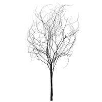 Vickerman 18-20" Natural Brown Skeleton (6 Pack)