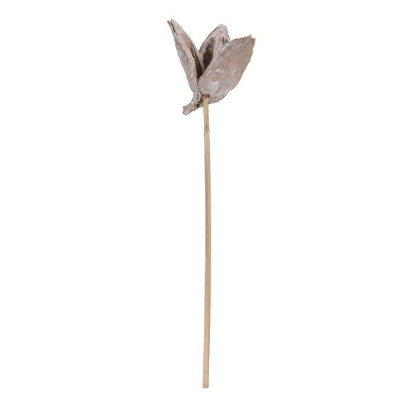 16" White Washed Sora Pod on Stem (5 Pack)