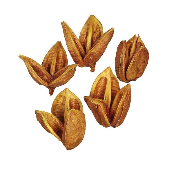 3"-4" Aspen Gold Preserved Sora Pods (25 pack)