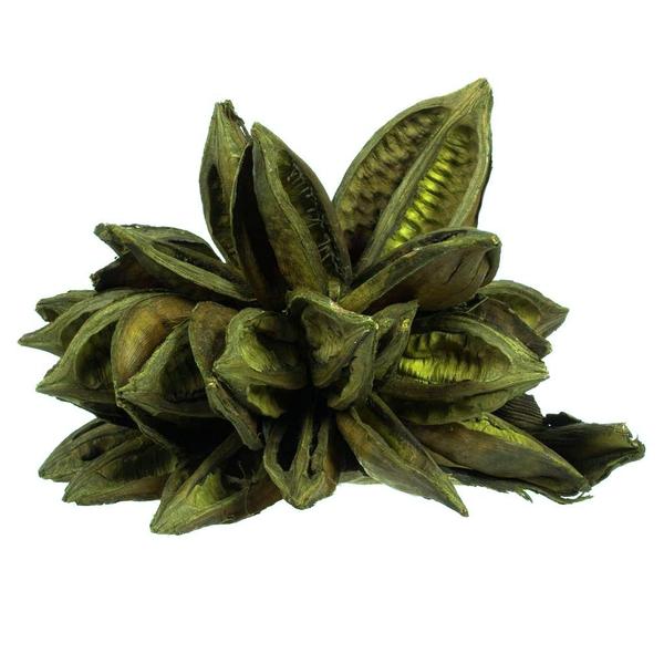 6"-11" Basil Preserved Star Pod
