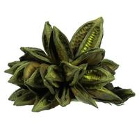 Vickerman 6"-11" Basil Preserved Star Pod