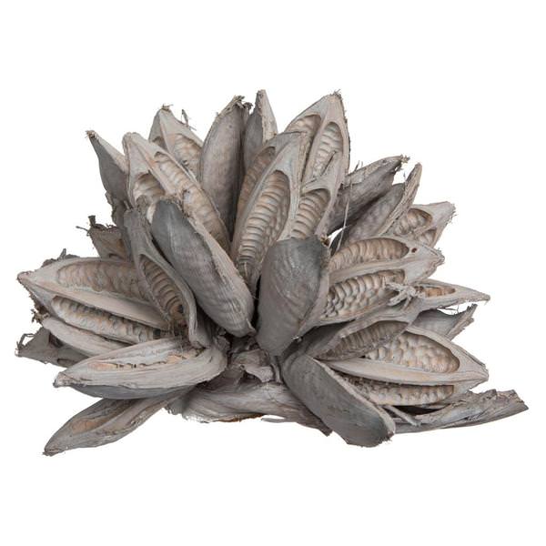 12-16" Solid Grey Preserved Star Pod