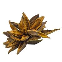 Vickerman 12"-16" Aspen Gold Preserved Star Pod