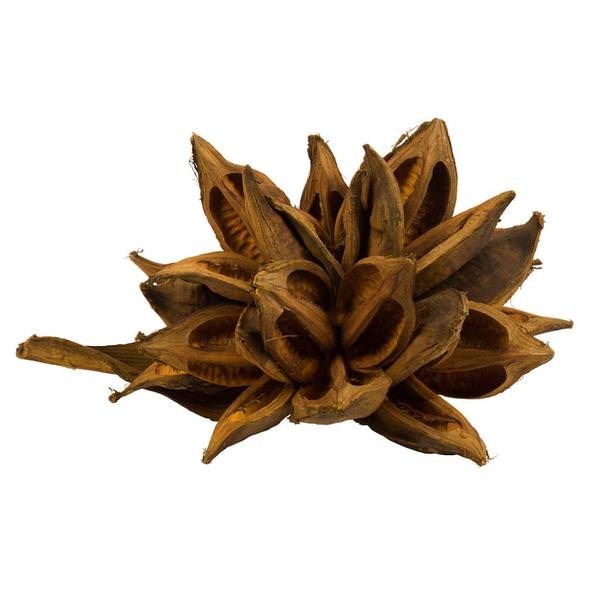 12"-16" Aspen Gold Preserved Star Pod