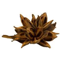 Vickerman 12"-16" Aspen Gold Preserved Star Pod