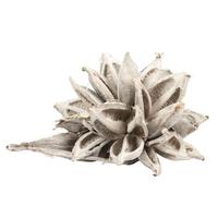 Vickerman 12"-16" White Wash Preserved Star Pod