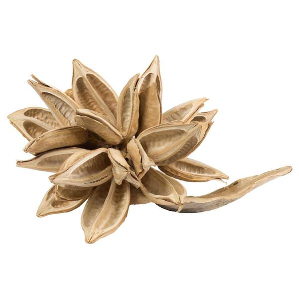 12"-16" Bleached Preserved Star Pod