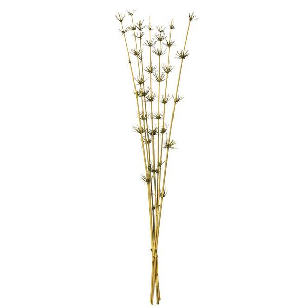 36"-40" Basil Preserved Star Bamboo Reed Bundle (7 stems in a bundle)