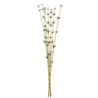 Vickerman 36"-40" Basil Preserved Star Bamboo Reed Bundle (7 stems in a bundle)