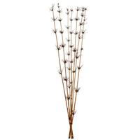Vickerman 36"-40" Brown Preserved Star Bamboo Reed Bundle (7 stems in a bundle)