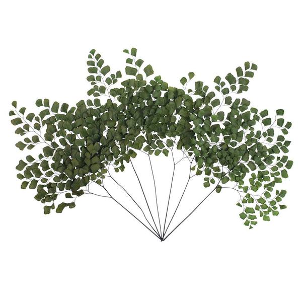8"-12" Dried Green Adianthum Fern (7 stems in a bundle)