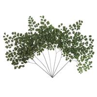 Vickerman 8"-12" Dried Green Adianthum Fern (7 stems in a bundle)