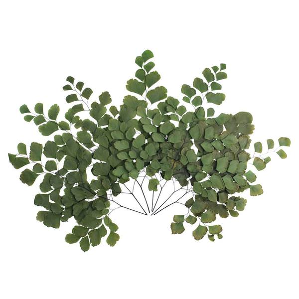 6"-7" Dried Green Adianthum Fern (6 stems in a bundle)