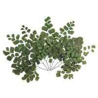 Vickerman 6"-7" Dried Green Adianthum Fern (6 stems in a bundle)