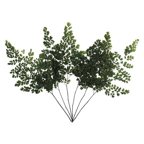 6"-10" Dried Green Adianthum Fern (6 stems in a bundle)