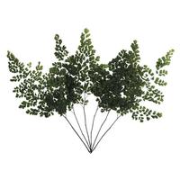 Vickerman 6"-10" Dried Green Adianthum Fern (6 stems in a bundle)