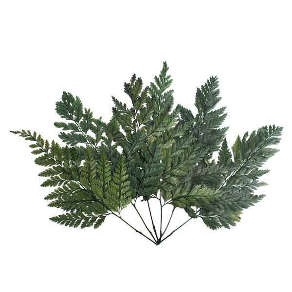6"-10" Dried Green Davalia Fern (6 pack)