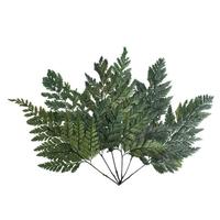 Vickerman 6"-10" Dried Green Davalia Fern (6 pack)