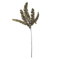 Vickerman 6"-10" Dried Green Felci Fern (6 pack)