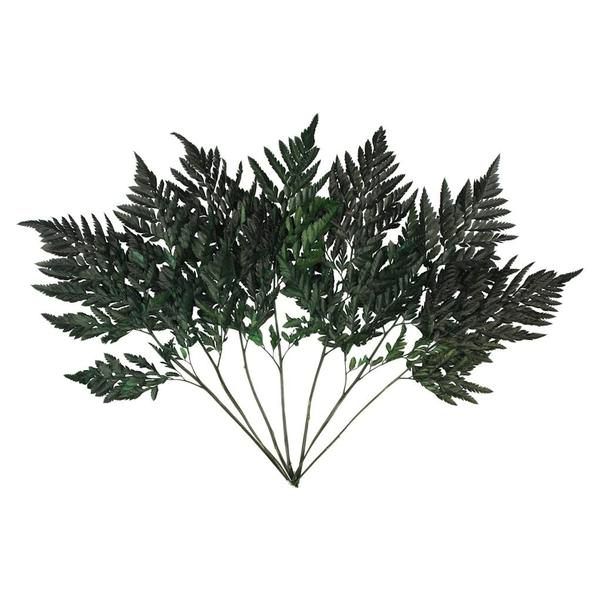 12"-15" Dried Green Leatherleaf Fern (6 pack)