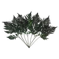 Vickerman 12"-15" Dried Green Leatherleaf Fern (6 pack)