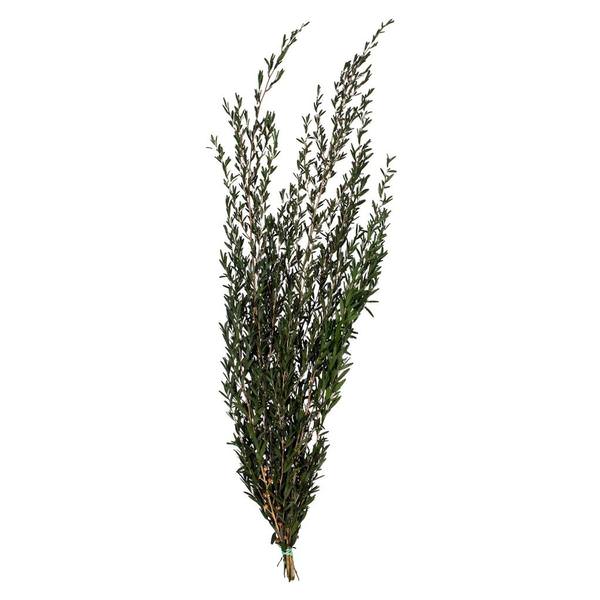 25"-36" 6oz Green Preserved Lepto Longifolia
