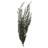 Vickerman 25"-36" 6oz Green Preserved Lepto Longifolia