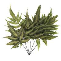 Vickerman 18"-20" Dried Ombre Basil Fern (6 pack)