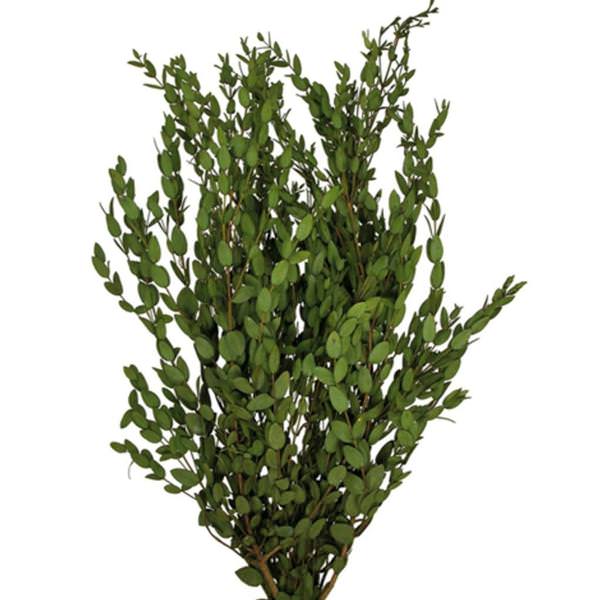 24"-32" 8oz Green Preserved Parvafolia Stem