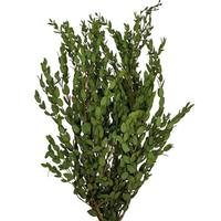 Vickerman 24"-32" 8oz Green Preserved Parvafolia Stem