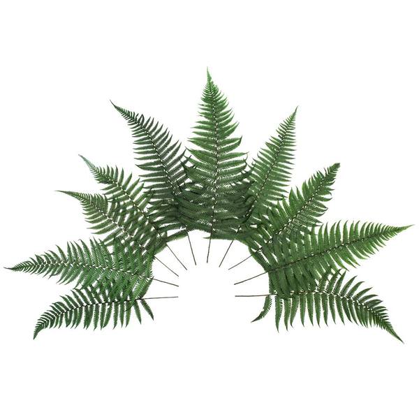 16"-18" Dried Green Parchment Fern (10 pack)