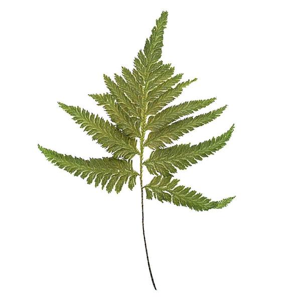 8"-12" Dried Green Plumeria Fern (10 pack)