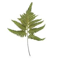 Vickerman 8"-12" Dried Green Plumeria Fern (10 pack)