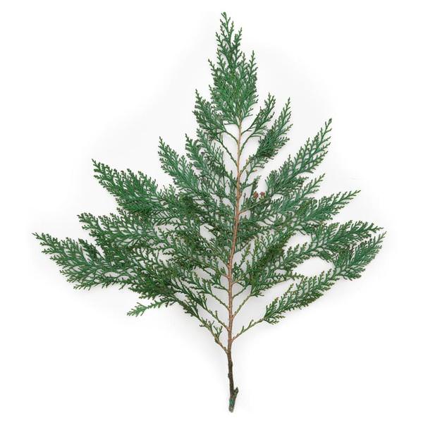 18"-24" 8oz Green Preserved Cedar Branches