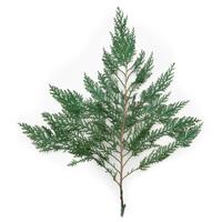 Vickerman 18"-24" 10lbs Green Preserved Cedar Branches