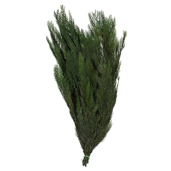 30"-34" 18oz Green Preserved Cedar Boughs
